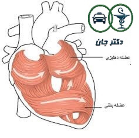 عضله ی قلب